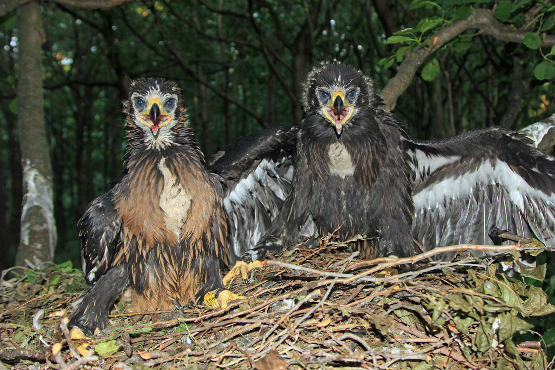 Птенцы в 2013 году