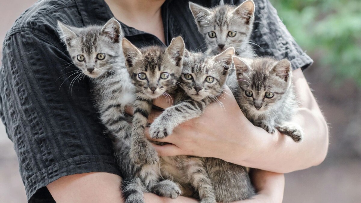    Фото: ChocoPie/Shutterstock/Fotodom