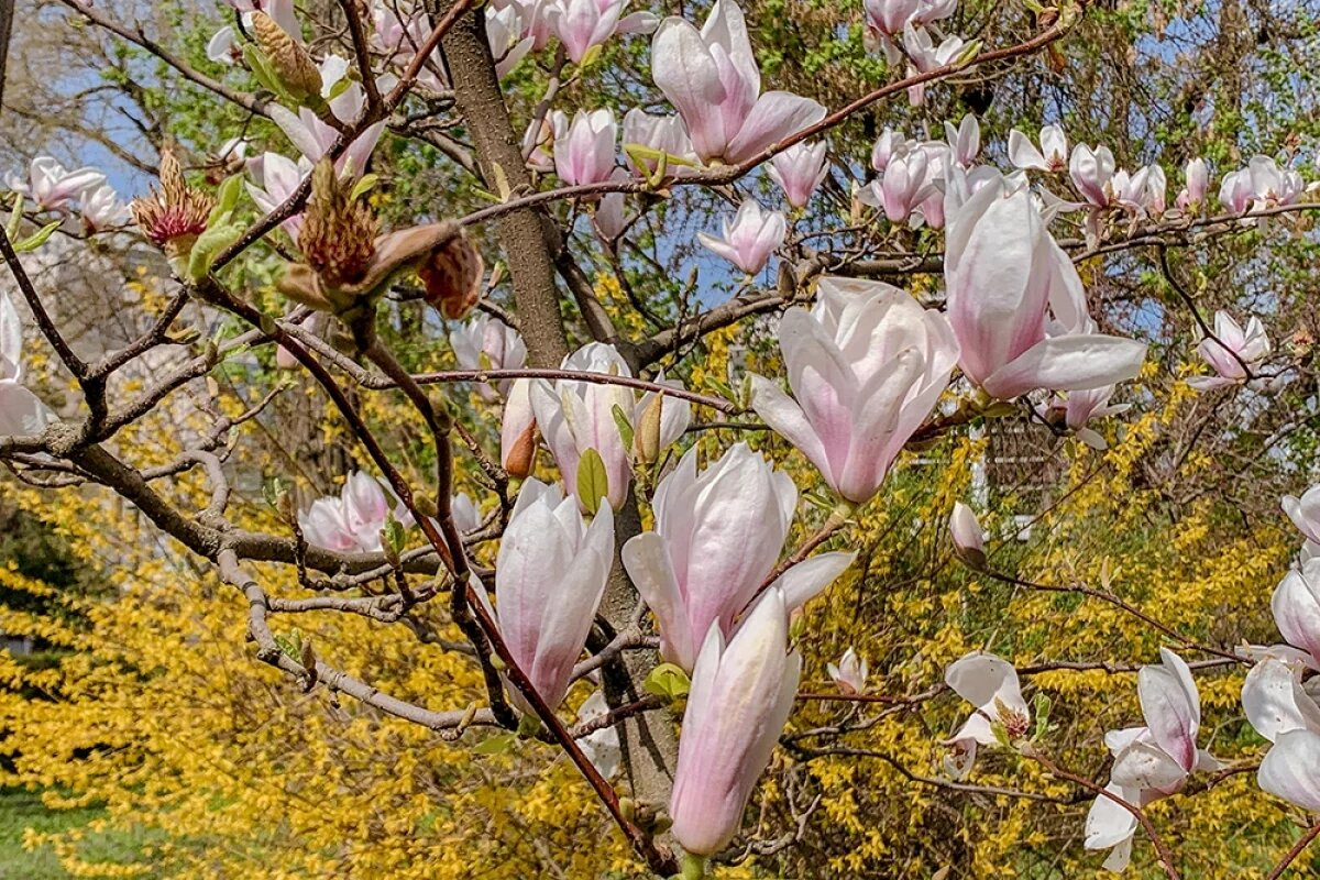    До конца марта в Краснодарском крае ожидается майская погода