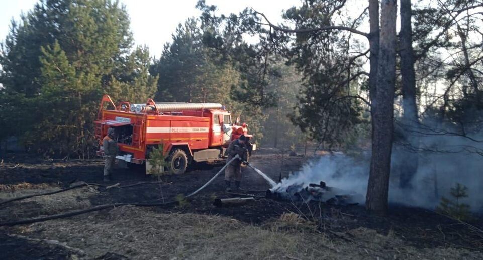    Комитет лесного хозяйства Московской области