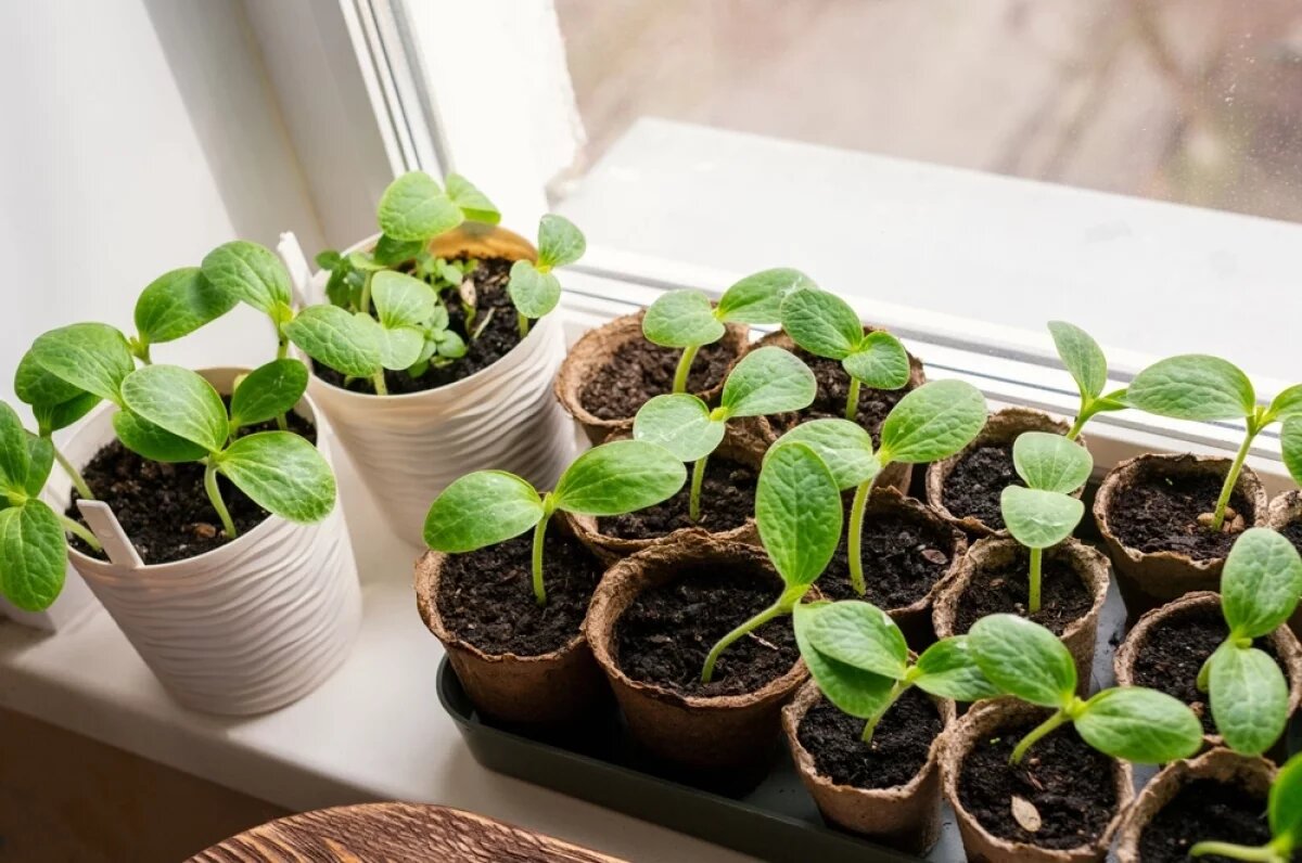    Агроном Викулов объяснил, как переносить рассаду в открытый грунт весной