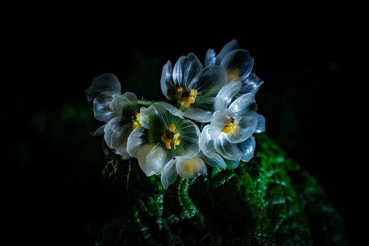 Двулистник Грея – «хрустальный цветок»