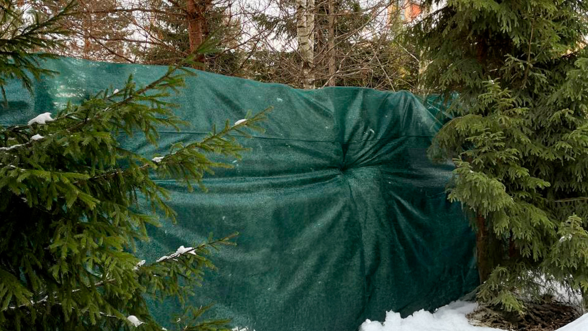 Притенение хвойных