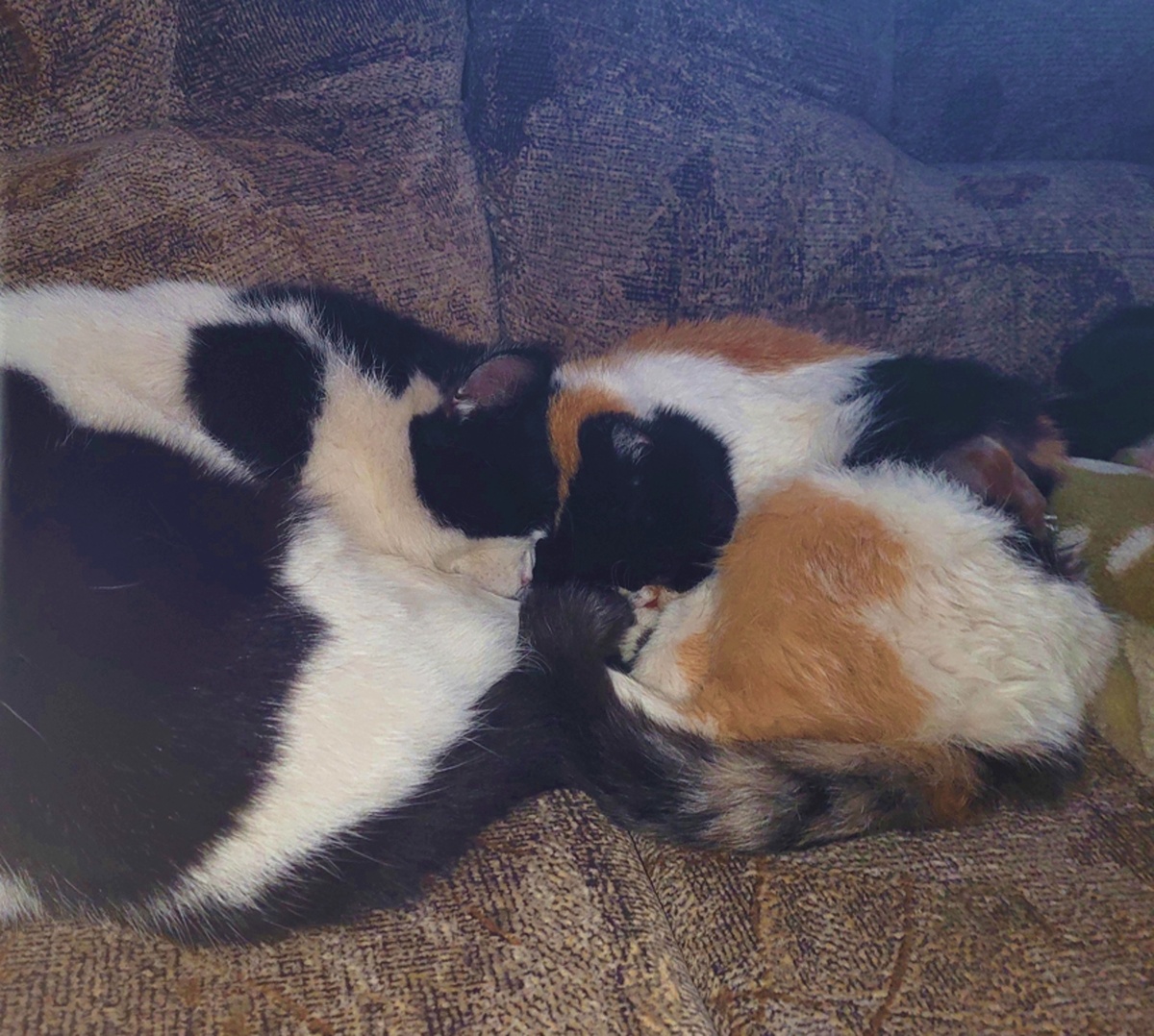 Масяня с сыночком