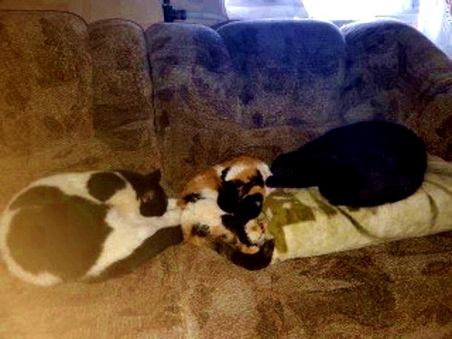 Дружно спят...