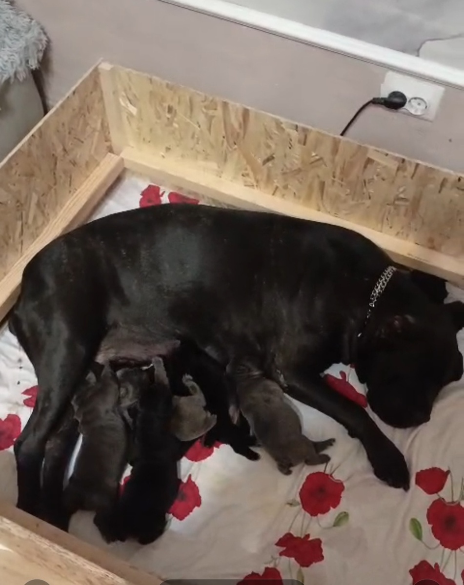 Фото автора. Порода кане коро