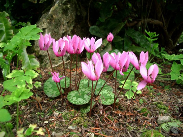 Дикий лесной цикламен. Фото из открытых источников интернет