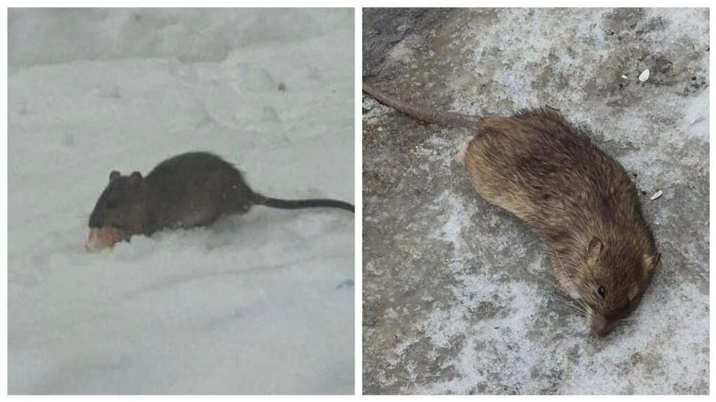 Фото: предоставлено читательницей Om1 Новосибирск Людмилой
