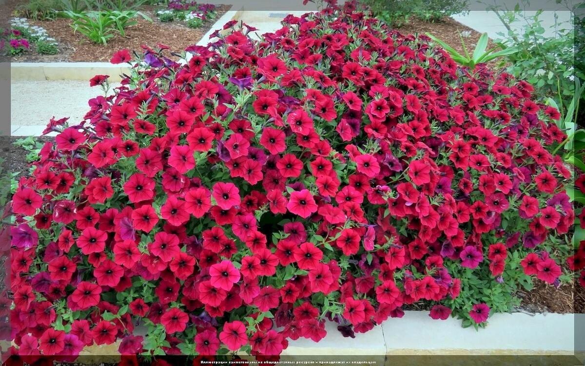 https://vk.com/photo-159774511_457270152. Петуния