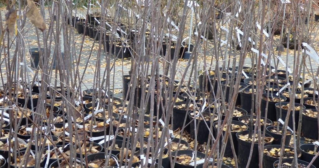 Как правильно посадить вишню: выбор места, подготовка почвы, посадка, уход после посадки