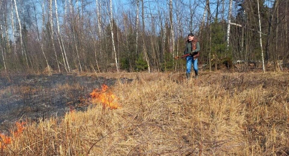    Комитет лесного хозяйства Московской области