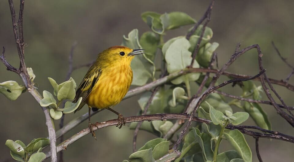   Nick Athanas / Flickr / CC BY-NC-SA 2.0