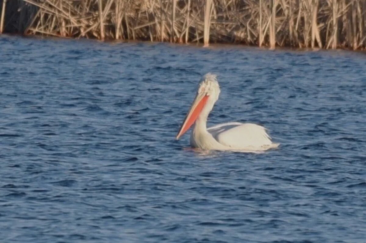    На Алтае экстремально рано заметили кудрявого пеликана