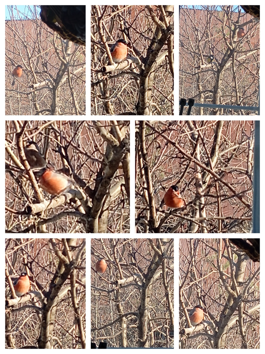 Красавчики.снегири