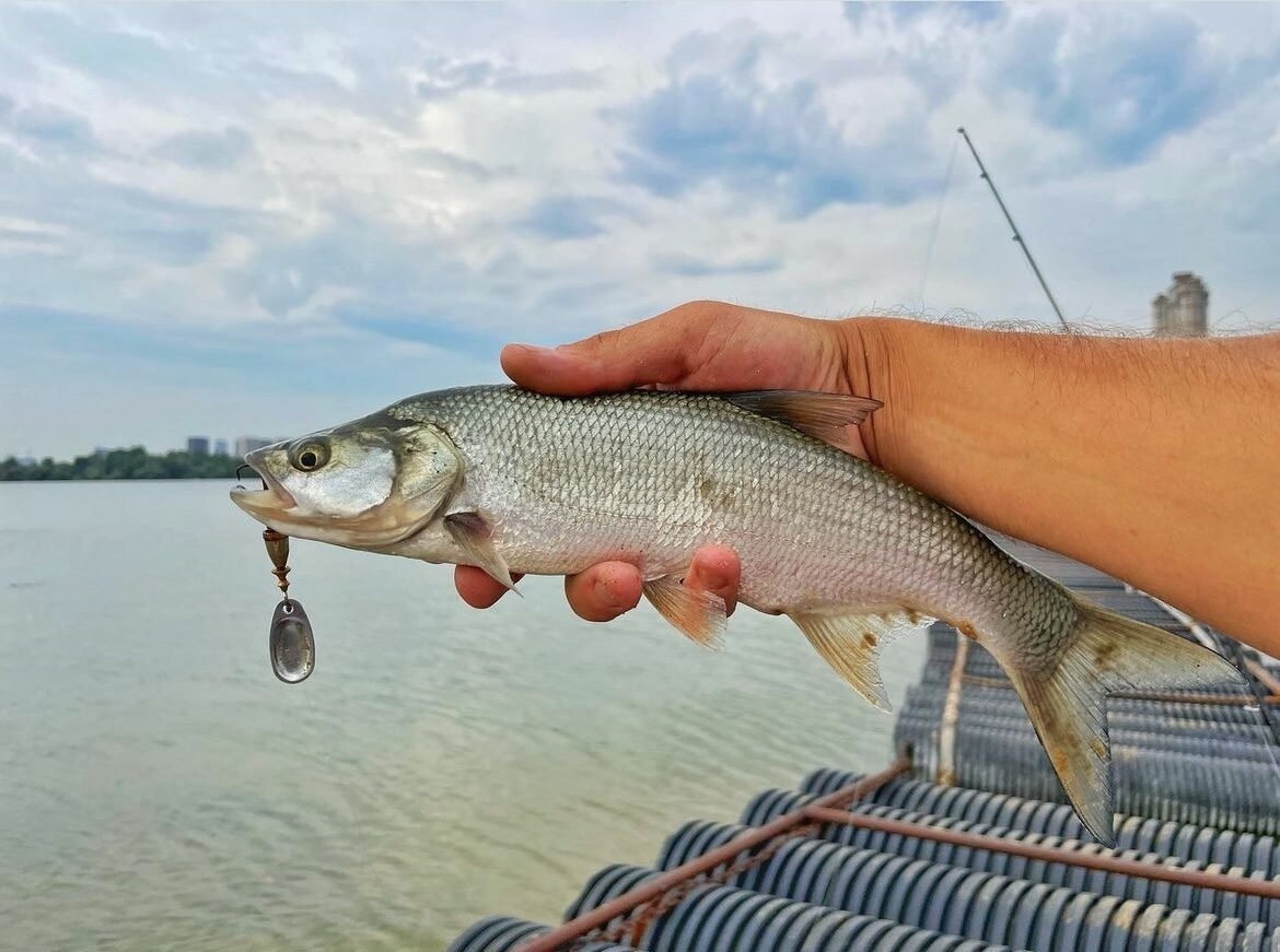 Очищенная вертушка и жерех