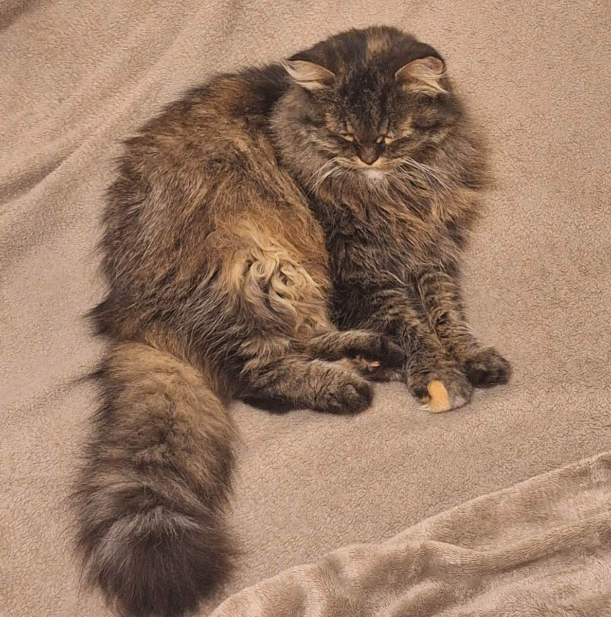 Автор в рабстве у Муси