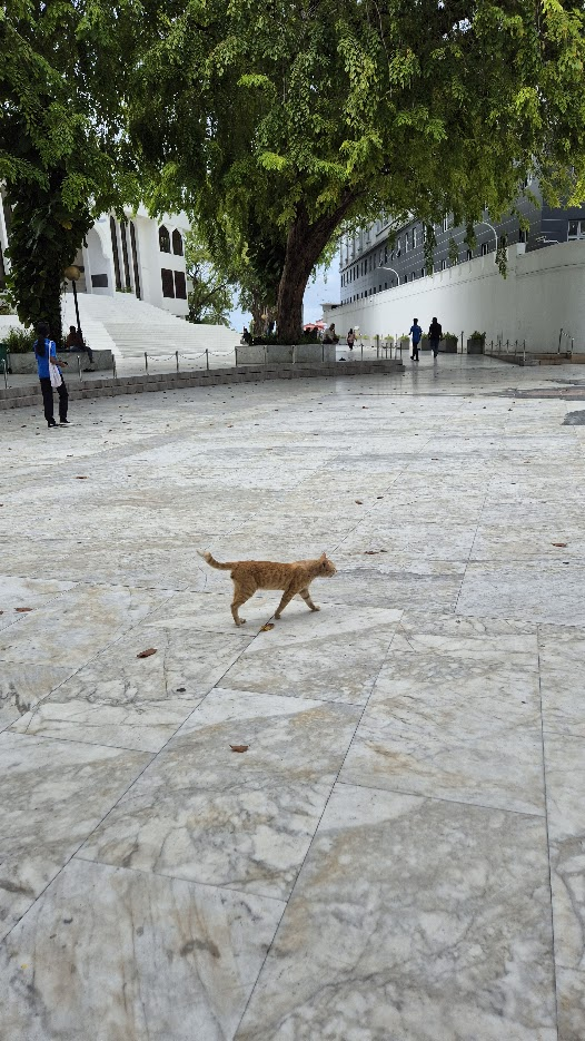 Фото котиков для семейного чата:)