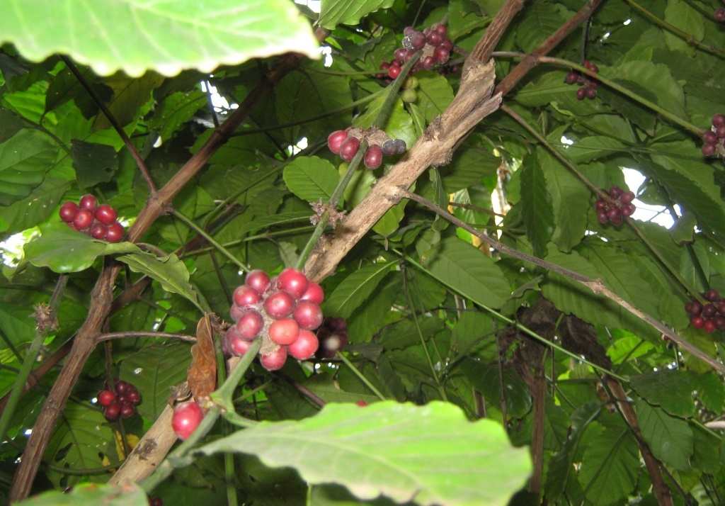  Кофейное дерево в Индии