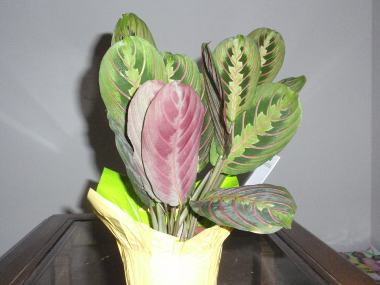 Маранта ночью  📷
