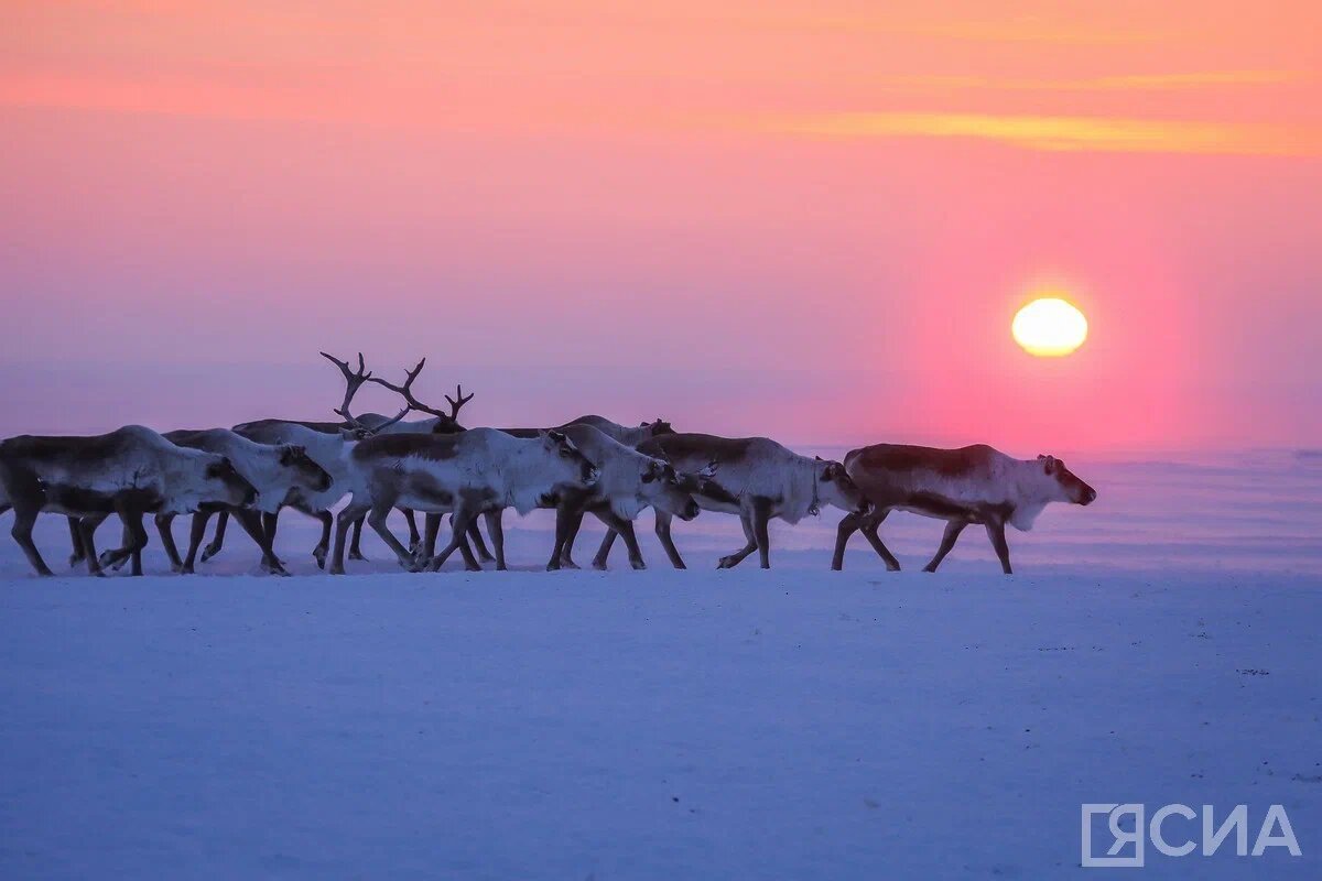 Фото: Мария Васильева/ЯСИА