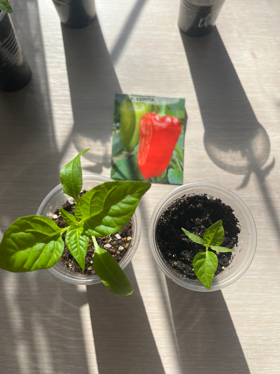 Перцам 1 месяц