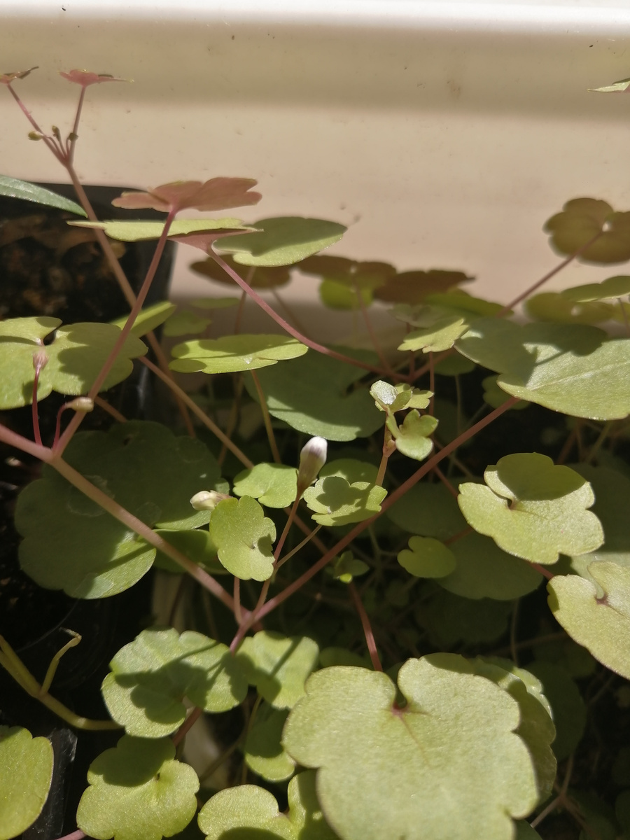 Цимбалярия, бутон