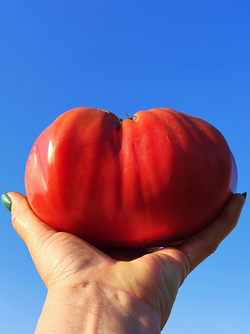 Томат серии САМБОЛ