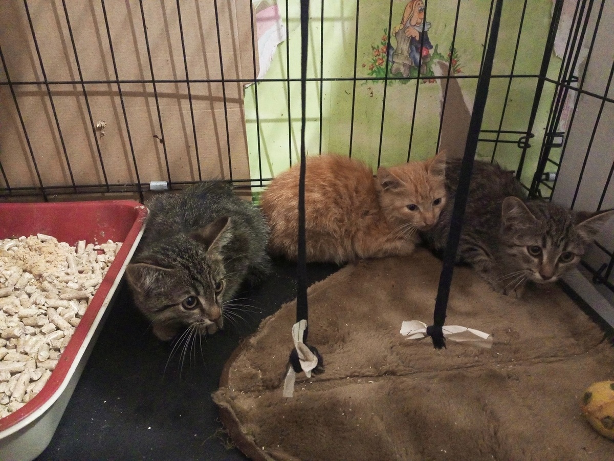 Это предыдущее потомство, из которого присторены Яша и Тоша. Гоша до сих пор на передержке.