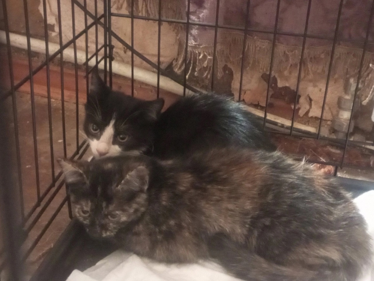 Сема и Люся.  Семы мы лечили полгода от ФИПа. Люсю погубила хозяйка Шмакова Екатерина Олеговна.