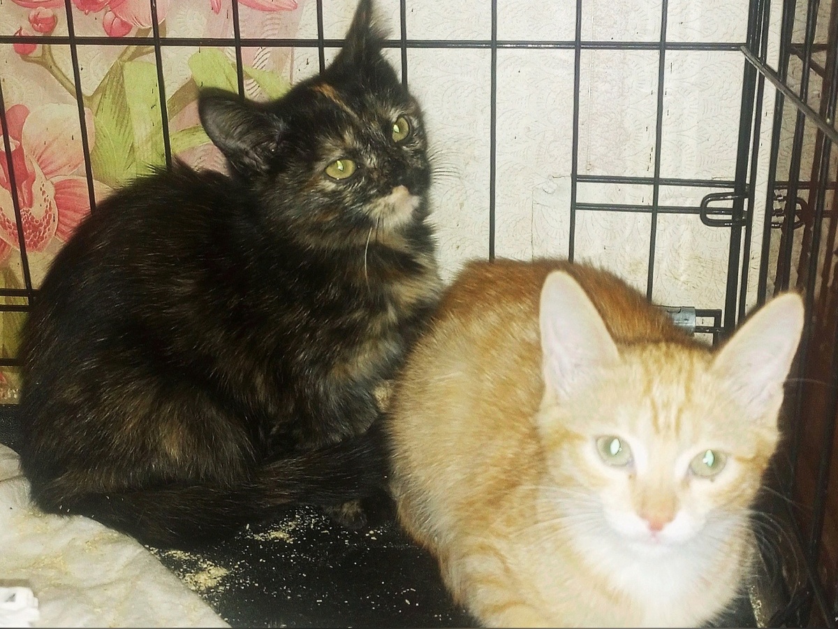 Гриша и Нюша дома. Живы и здоровы.