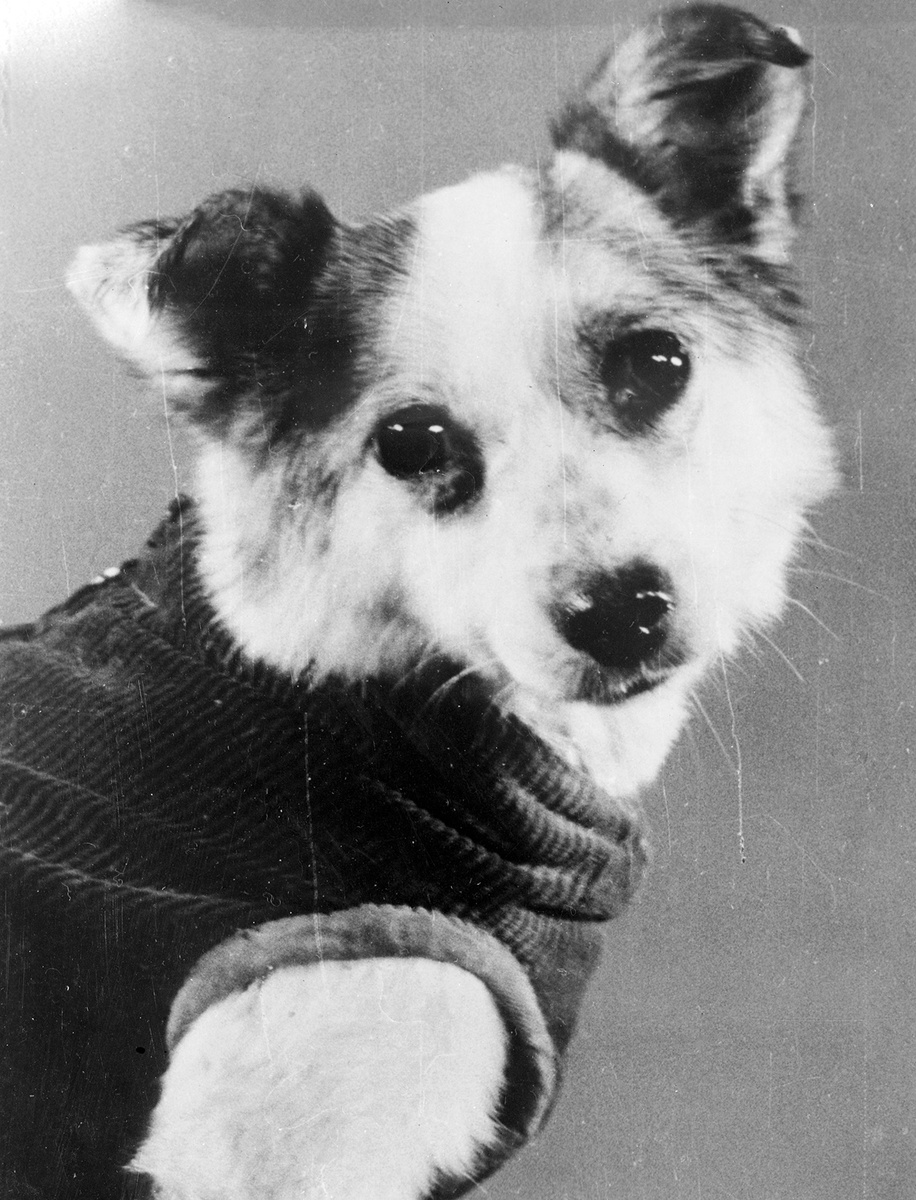 Собака Звездочка