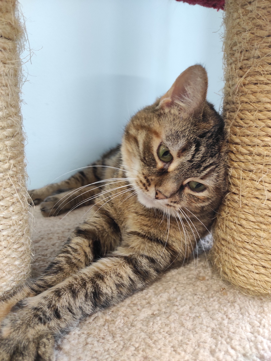 Мечты Моники