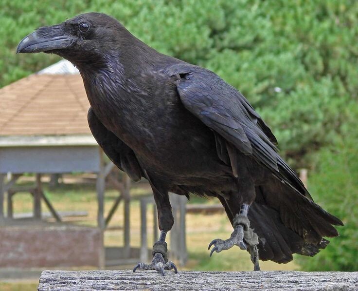 ВОроны королевского замка