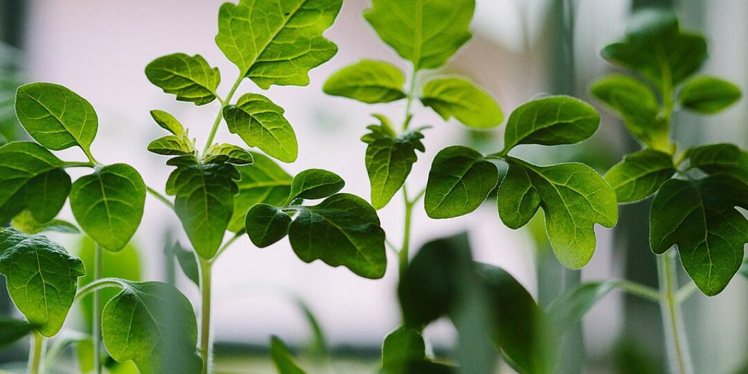 Готовим подкормку, после которой рассада перестаёт падать в обморок