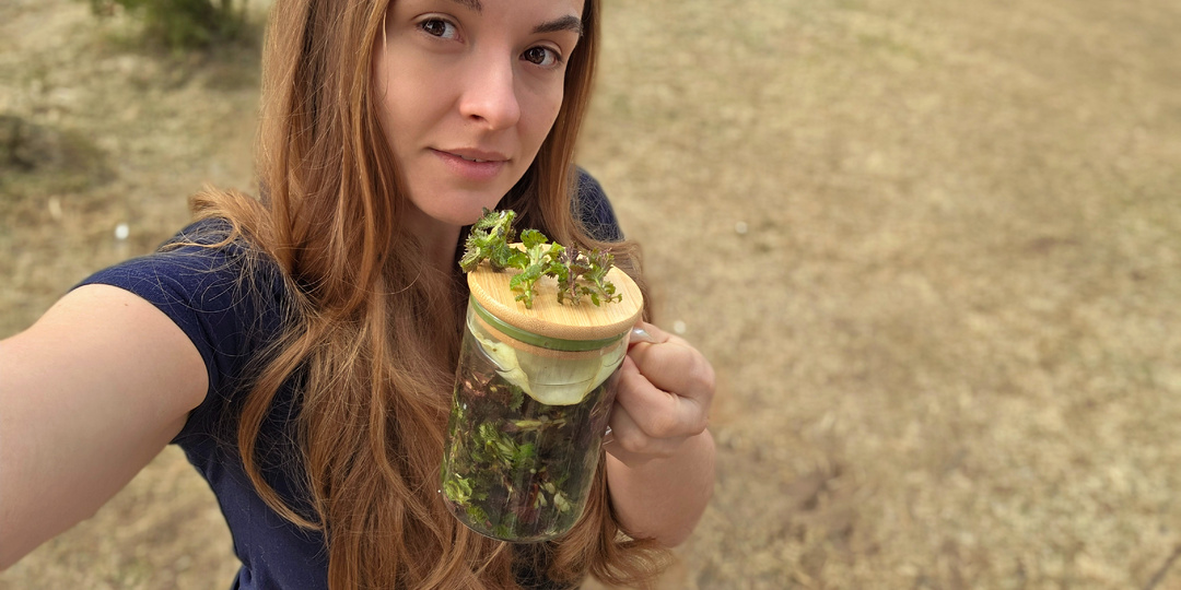 Квасим самую первую лесную зеленушку для здоровья и красоты🌱