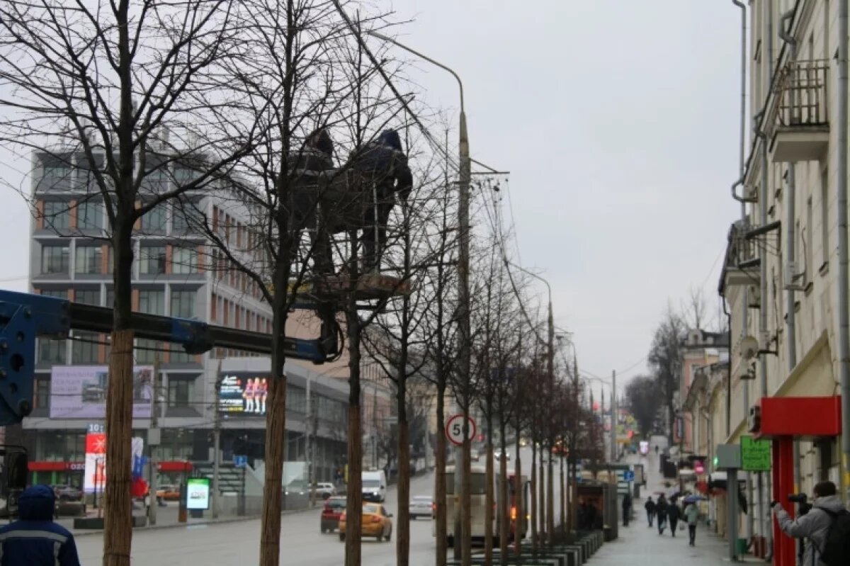    Специалисты будут придавать форму липам на проспекте Ленина в Туле