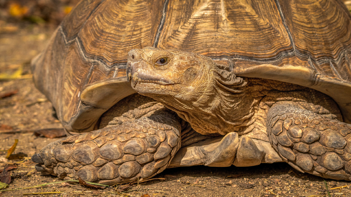 Кадр взят из открытых источников.