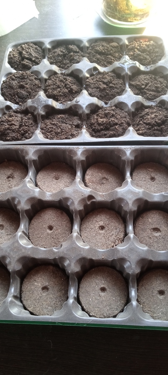 торфяные таблетки до и после замачивания