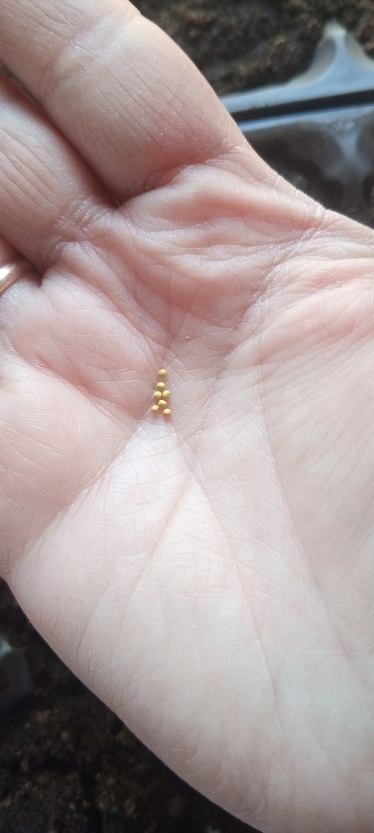 семена петунии на ладошке