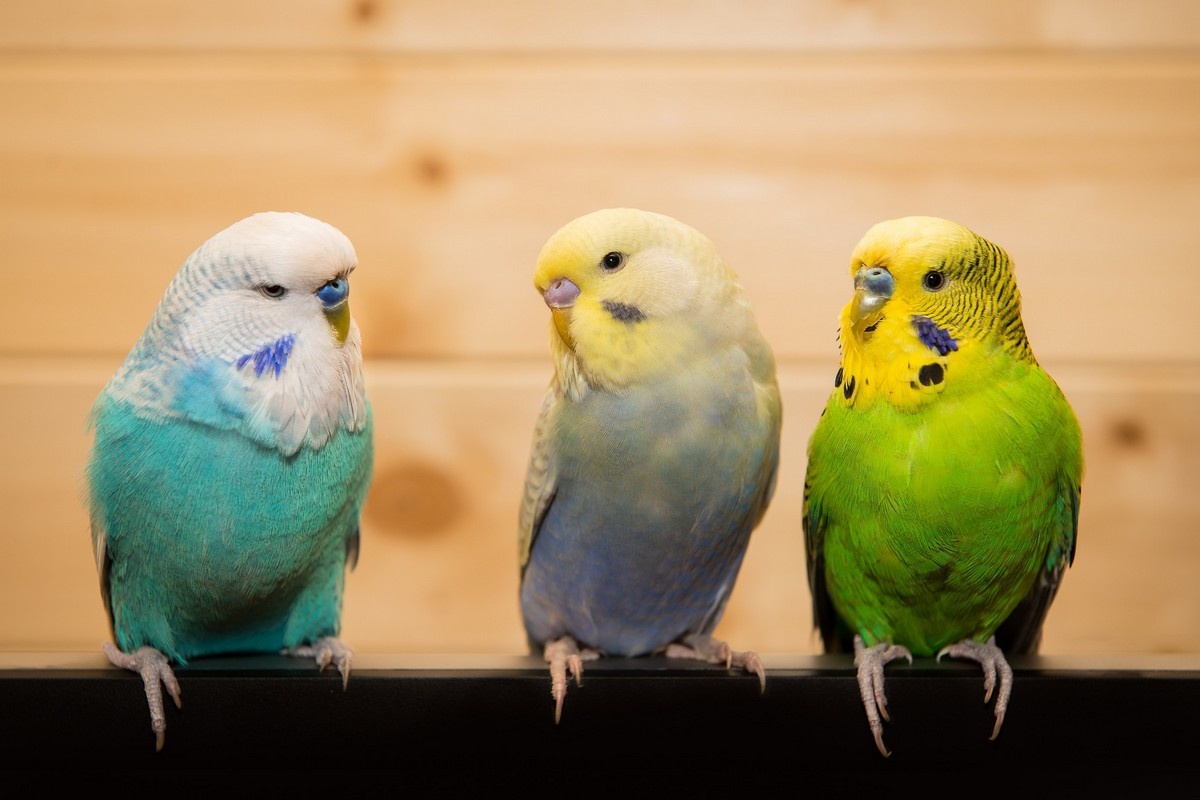 Волнистые попугайчики родом из Австралии. Источник: Shutterstock📷
