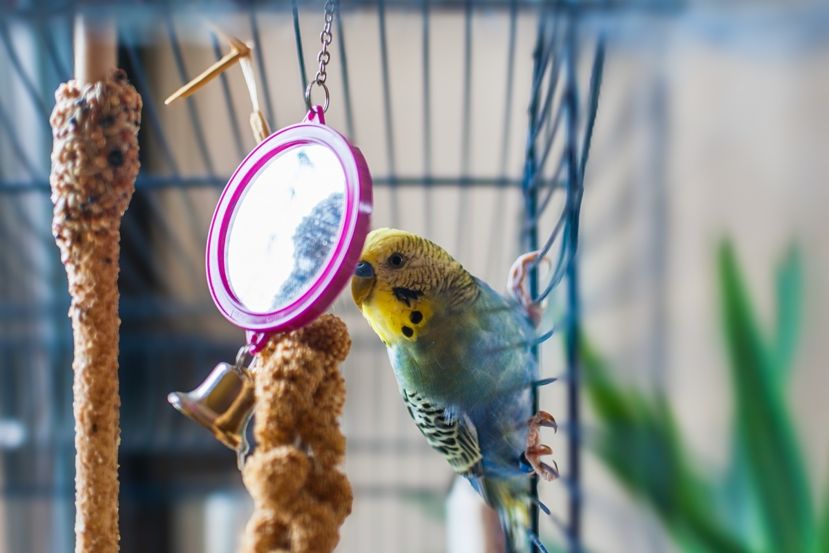 Волнистые попугайчики обожают любоваться на себя в зеркало. Источник: Shutterstock📷
