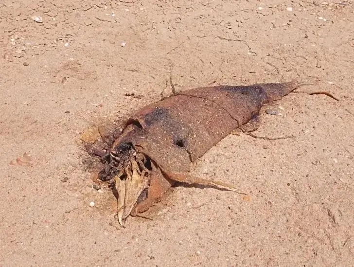    Фото: Пруфы.рф