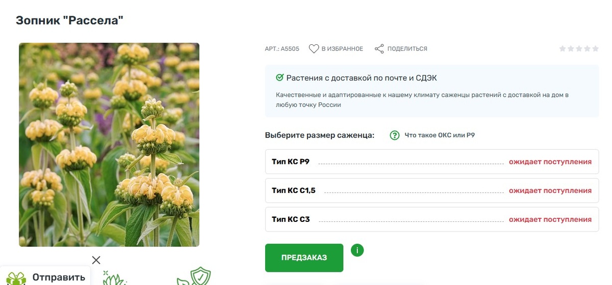 Сейчас зопник у них  статусе "ожидается" https://pochta-sad.ru/shop/mnogoletnie-rastenija/zopnik-rassela.html