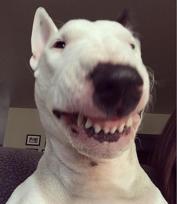 -Зубки - прелессть!