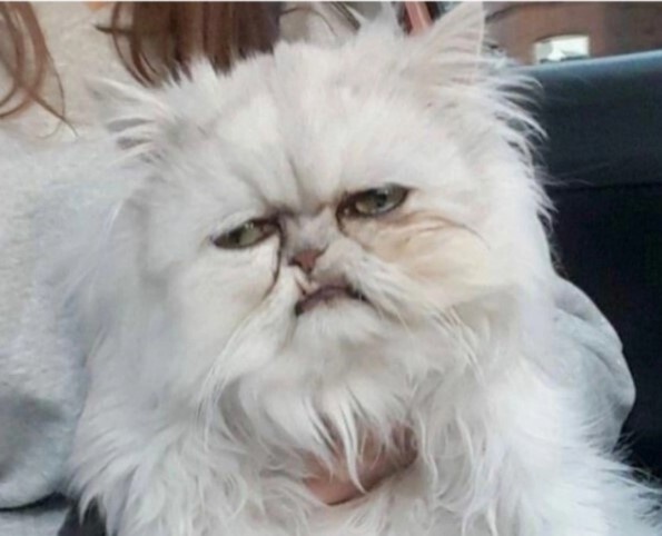 Фото из открытых источников. Типичная сова в 8 утра на работе.