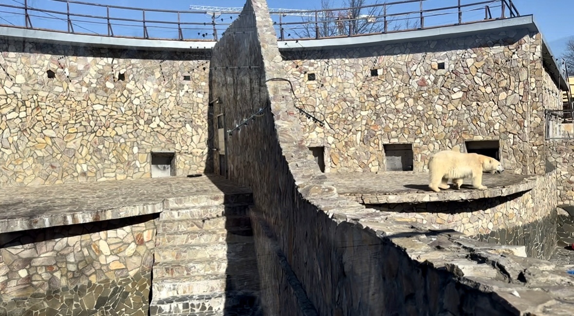 Как живет белый мишка в Ленинградском зоопарке