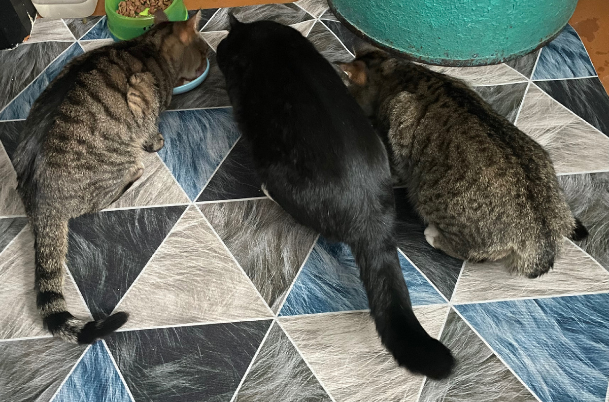 Шпрот с деревенскими собратьями ужинае в семейном кругу. 