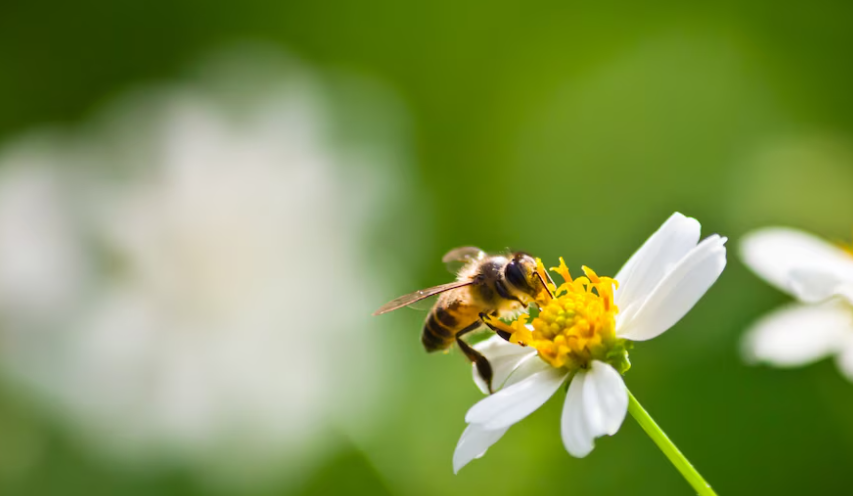 Изображение от Freepik