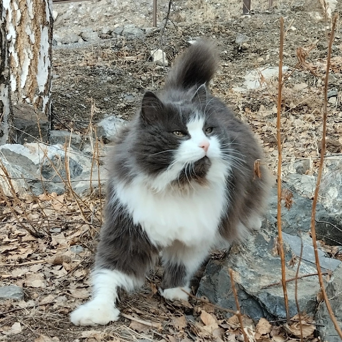 Просто сам Хан Алтай!