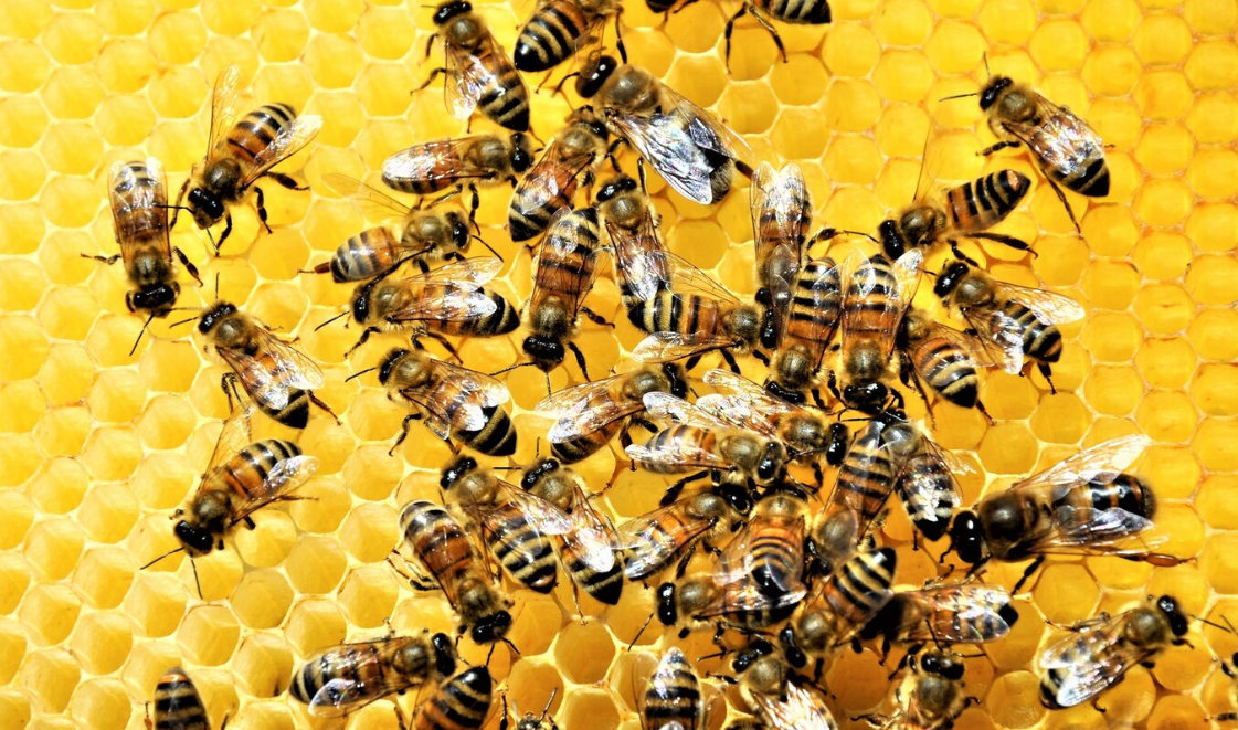 Изображение от Freepik